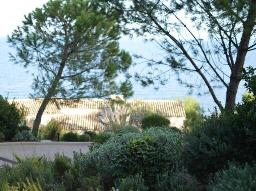 Aménagement d’un jardin méditerranéen à Saint-Tropez