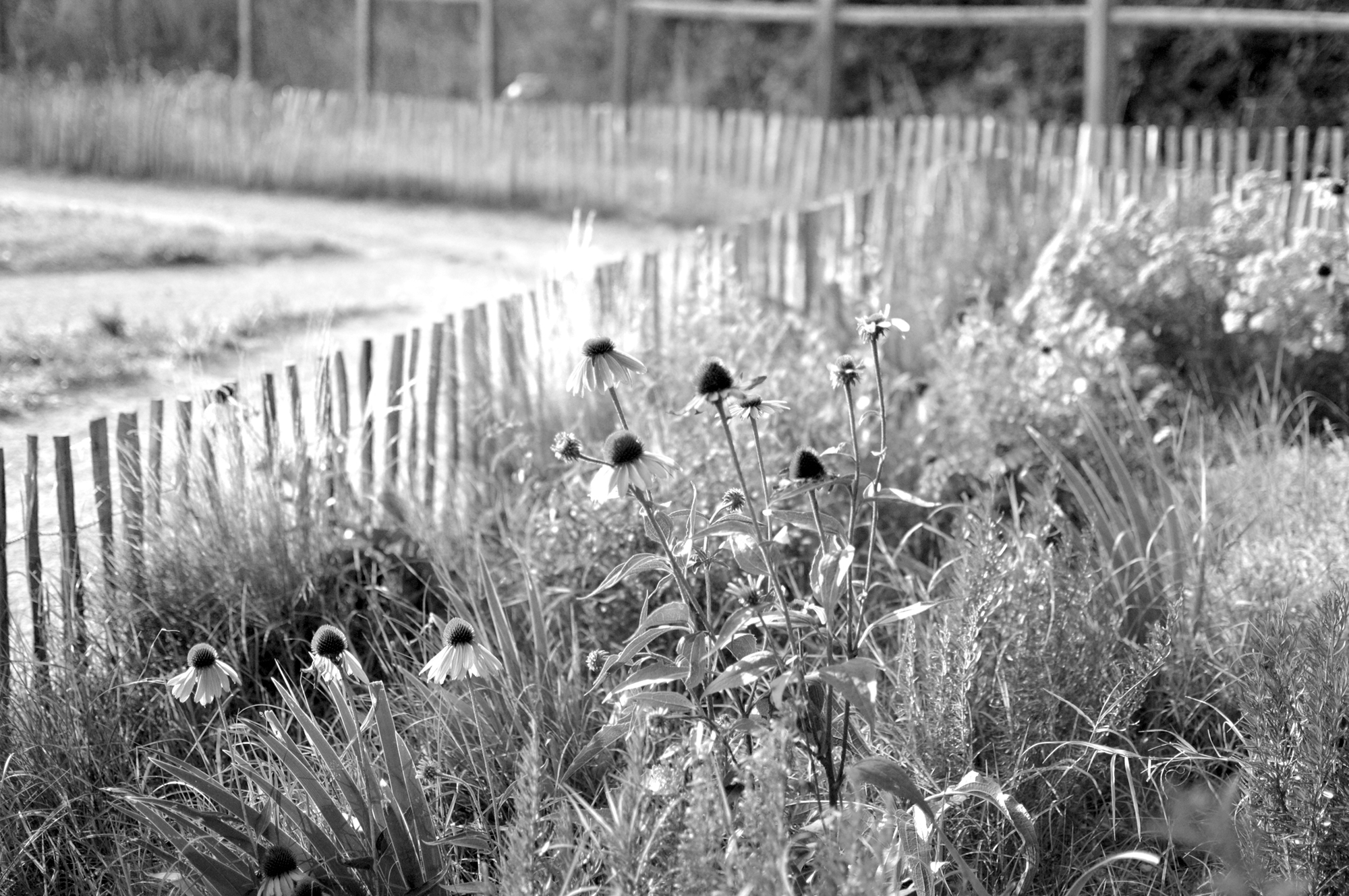 DSC_0469-n&b
